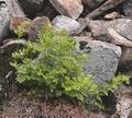 Cryptogramma_crispa_ab4925