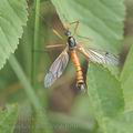 Ctenophora_dorsalis_ah4650