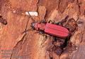 Cucujus_cinnaberinus_11450