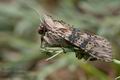 Cucullia_absinthii_cy0169s