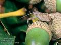 Curculio_elephas_10410