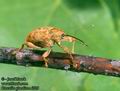 Curculio_glandium_6709