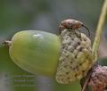 Curculio_venosus_mb4776