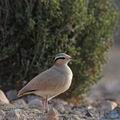Cursorius_cursor_fg5500