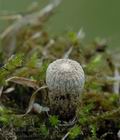 Cyathus_olla_ai7802