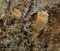 Cyathus_stercoreus_ak7544