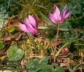 Cyclamen_purpurascens_8247