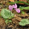 Cyclamen_purpurascens_bi2400