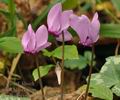 Cyclamen_purpurascens_bi2412