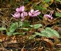 Cyclamen_purpurascens_bi2487