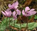 Cyclamen_purpurascens_bi2498