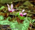 Cyclamen_purpurascens_da9677