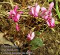 Cyclamen_purpurascens_da9697