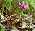 Cyclamen_purpurascens_da9724