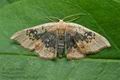 Cyclophora_albiocellaria_ja3131s