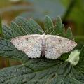 Cyclophora_albipunctata_ah5245