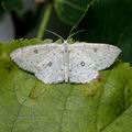 Cyclophora_albipunctata_ai6444