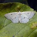 Cyclophora_albipunctata_ai6445