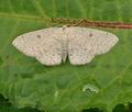 Cyclophora_albipunctata_bf4810