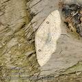 Cyclophora_albipunctata_bf6540