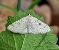 Cyclophora_albipunctata_bj4132