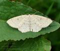 Cyclophora_albipunctata_bj8133