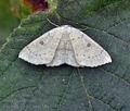 Cyclophora_albipunctata_bs4177