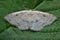 Cyclophora_albipunctata_ce3377s