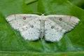 Cyclophora_albipunctata_ch7054s