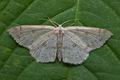 Cyclophora_albipunctata_cx5911s