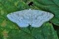 Cyclophora_albipunctata_hy1865