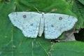 Cyclophora_albipunctata_hy7031