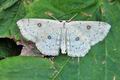 Cyclophora_albipunctata_hy7037