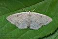 Cyclophora_albipunctata_jg3968s