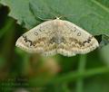 Cyclophora_annularia_bj8151