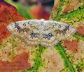 Cyclophora_annularia_hy7496