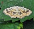 Cyclophora_annularia_hy7500