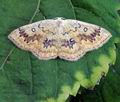 Cyclophora_annularia_hy7506