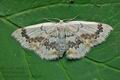 Cyclophora_annularia_ja8026s