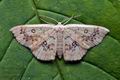 Cyclophora_annularia_jb9919s