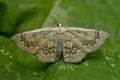 Cyclophora_annularia_jf4738s