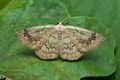 Cyclophora_annularia_jg2551s