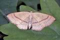 Cyclophora_linearia_10634