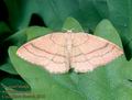 Cyclophora_linearia_6916