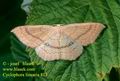 Cyclophora_linearia_813