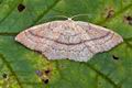 Cyclophora_linearia_bm2937