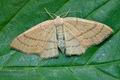 Cyclophora_linearia_ci9658s