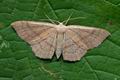 Cyclophora_linearia_cy0786s