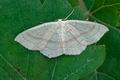 Cyclophora_linearia_hy7408