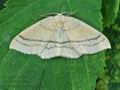 Cyclophora_linearia_hz8083